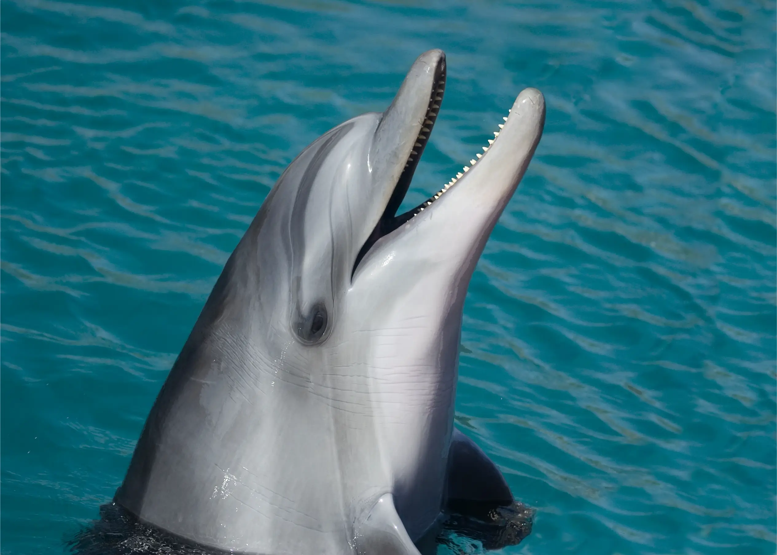 dolphins