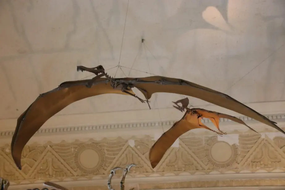 pterosaur